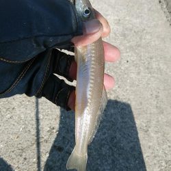 東二見のウミネコにキスを与えて来ました