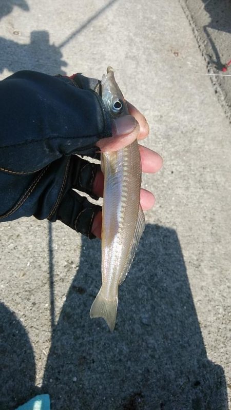 東二見のウミネコにキスを与えて来ました