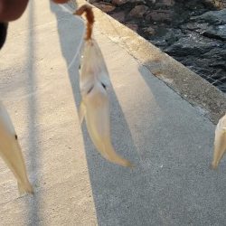 江井ヶ島のキス調査