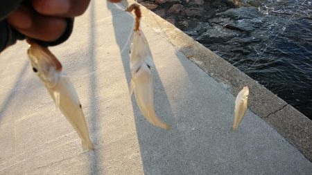 江井ヶ島のキス調査