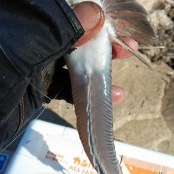 東二見のキス調査