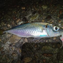 夜釣でのアジング