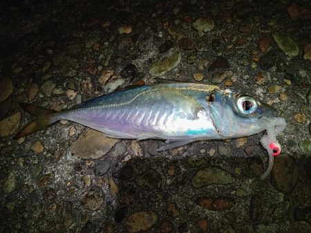 夜釣でのアジング