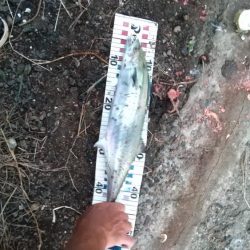 久しぶりのサゴシ