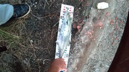 久しぶりのサゴシ