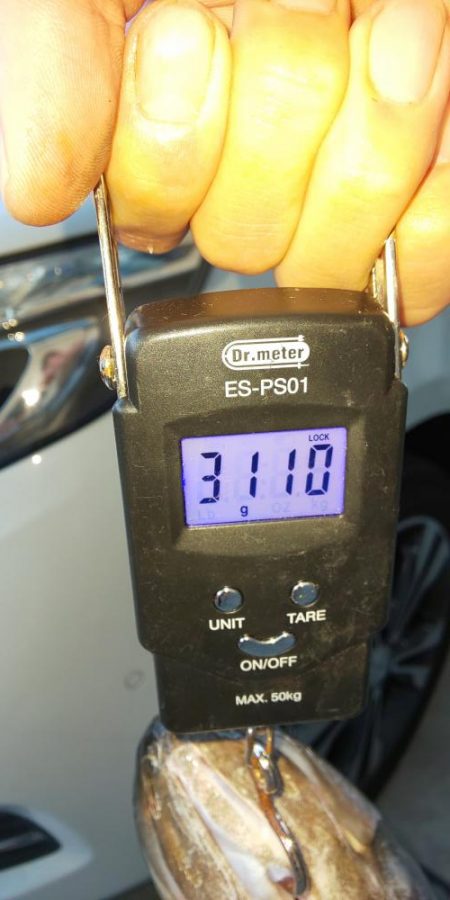 アジングでランカー釣れました。