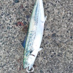 何とか2本釣れました!