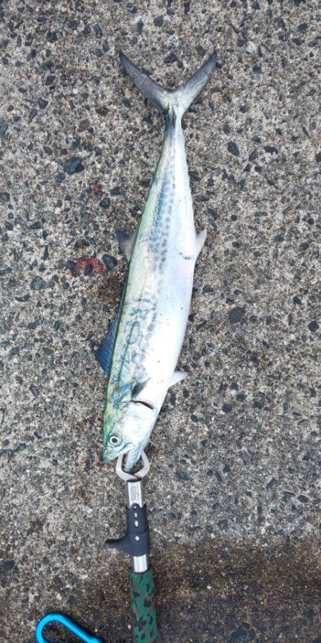 何とか2本釣れました!