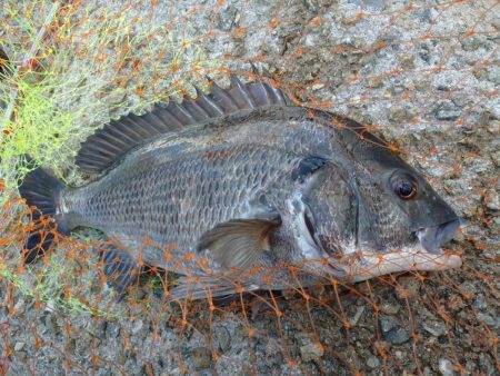 エサ取りまみれのフカセ