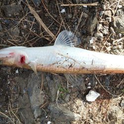 サゴシ、後が続かず。