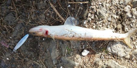 サゴシ、後が続かず。