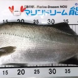 ライトゲームでヒラスズキ