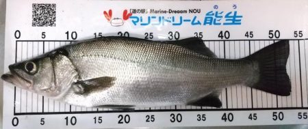 ライトゲームでヒラスズキ