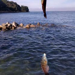 堤防五目達成ならず