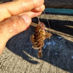 青物、太刀魚不発もマイクロ根魚