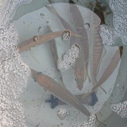 深夜のサビキで23cmまでの良型含むアジゲット