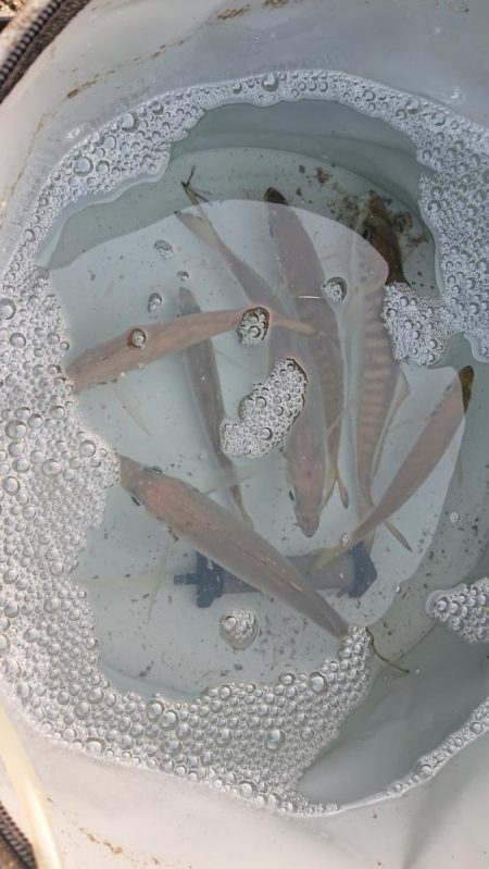 深夜のサビキで23cmまでの良型含むアジゲ…