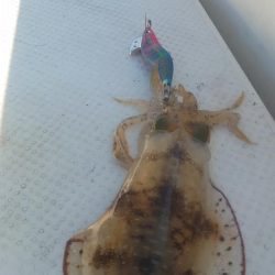 ボートエギング