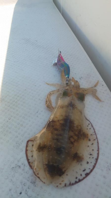 ボートエギング