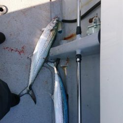 オフショアジギング初挑戦