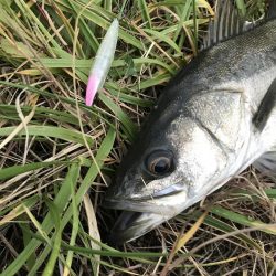 九頭龍シーバスアングラーとしてのプライド！！