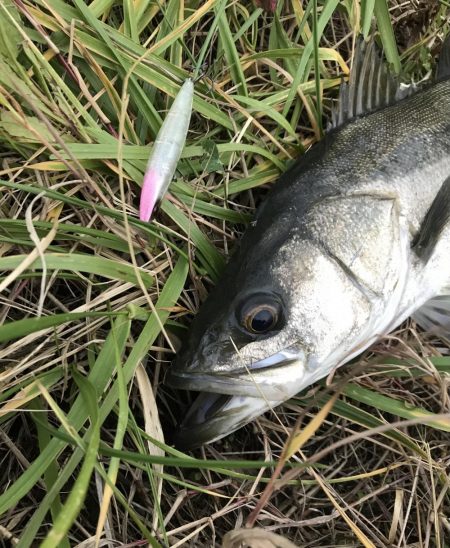 九頭龍シーバスアングラーとしてのプライド！！