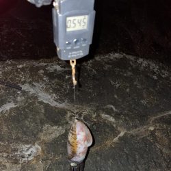 アオリイカ　まずまずの545g⭐︎