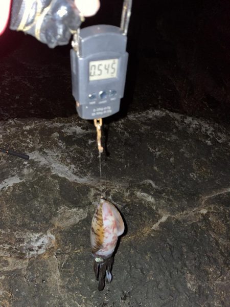 アオリイカ　まずまずの545g⭐︎