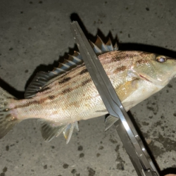 名古屋港でセイゴ釣り