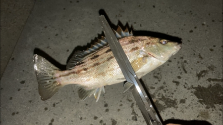 名古屋港でセイゴ釣り
