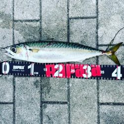 サバ自己記録更新の巻