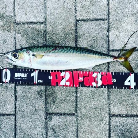 サバ自己記録更新の巻