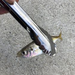 アジング　新規開拓