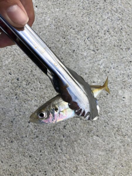 アジング　新規開拓