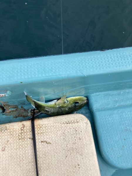 鳴門でティップラン