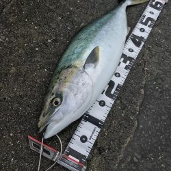 飲ませでメジロ