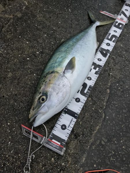 飲ませでメジロ