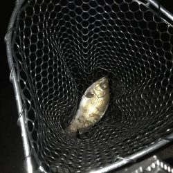 アジングのつもりが