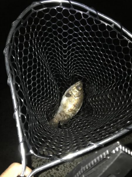 アジングのつもりが