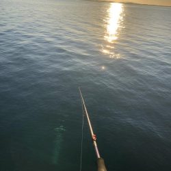 最後のアオリイカ狙い