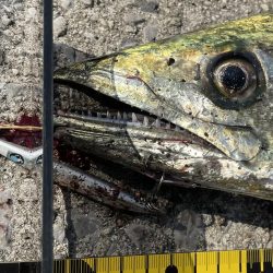 アウェイでミラクル3目釣り‼️‼️