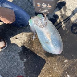 今年秋イカ初ヤエンでキロアップ