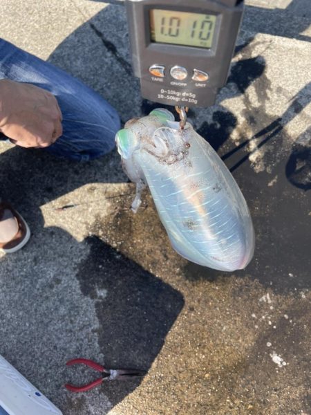 今年秋イカ初ヤエンでキロアップ