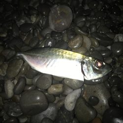 投げサビキでマダイGET