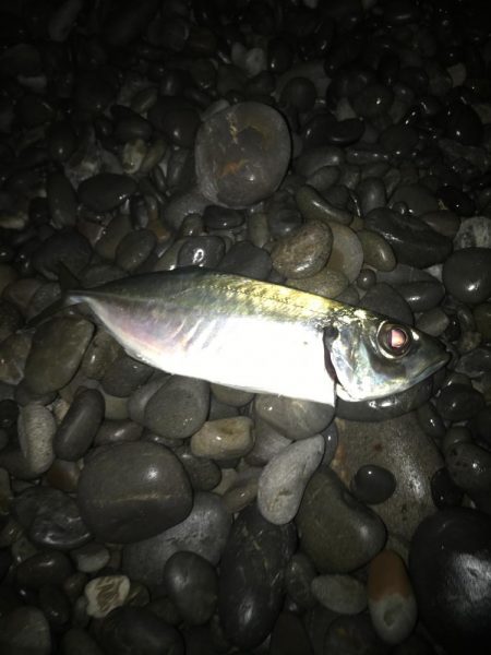 投げサビキでマダイGET