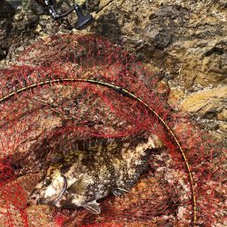 三尾の磯でフカセ釣り