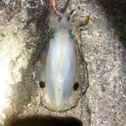 2021 佐渡ヶ島エギング 34回目