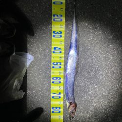 ついでの太刀魚が…