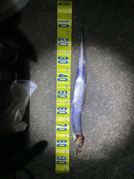 ついでの太刀魚が…