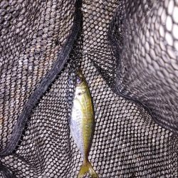 アジングのはずが